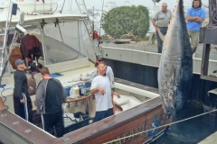 2011 600 lb Bluefin Tuna