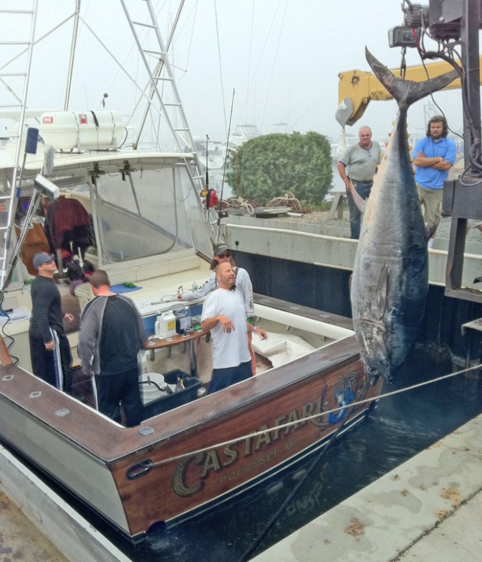 600 Pound Blue Fin Tuna