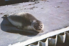 Unscheduled Transient