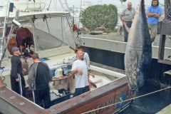 600 Pound Blue Fin Tuna