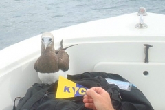 2010 Kevin Malone with Booby in Costa Rica