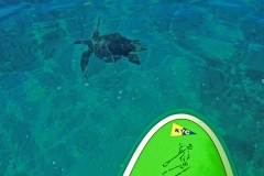 2014 Drew Dimmick SUP in Maui