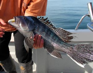 The 11th Annual In-Shore Fishing Tournament & Fish Fry @ KYC Dockhouse & KYC Clubhouse | Bourne | Massachusetts | United States